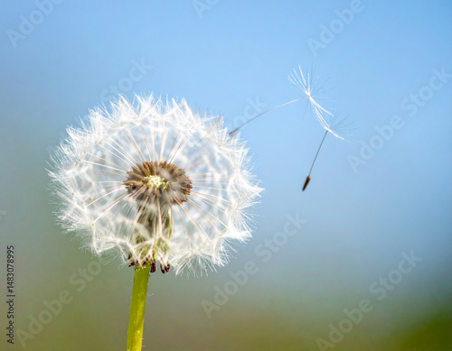 A single dandelion seed floating in the air symbolizes hope, resilience, and the spreading of positivity for mental wellbeing.