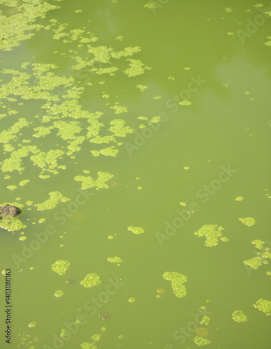 Murky water overrun with green algae blooms, smooth light. with white shades