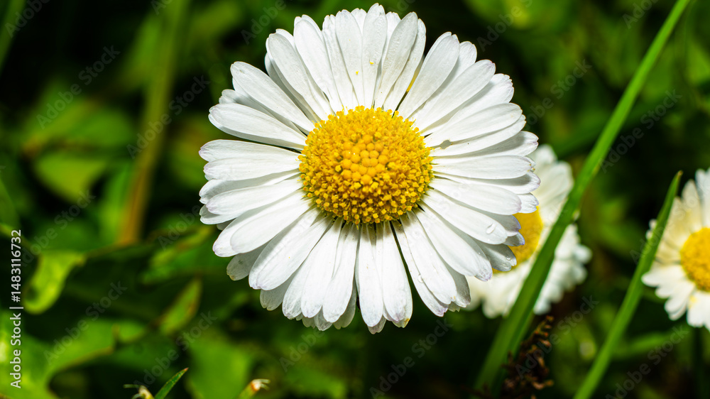 Fototapeta premium Bellis perennis. The flower is in the center of the frame and is clearly in focus. It has white, oblong petals surrounding a bright yellow center.