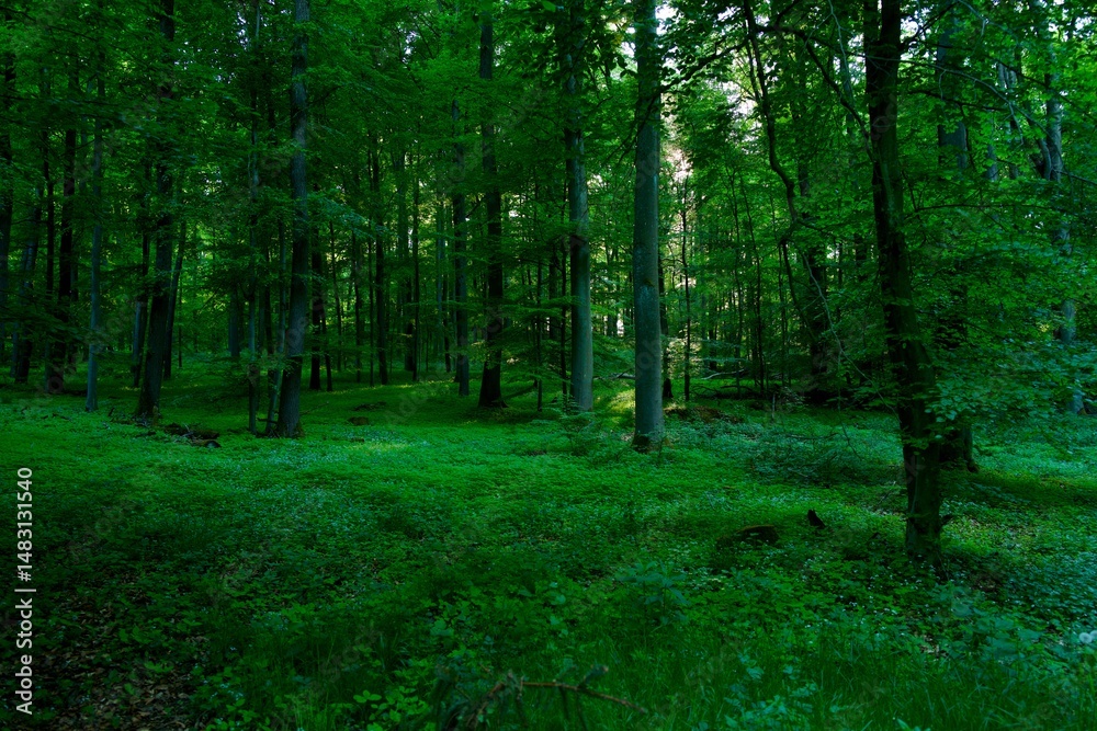 Obraz premium green forest in the morning or in the evening at spring
