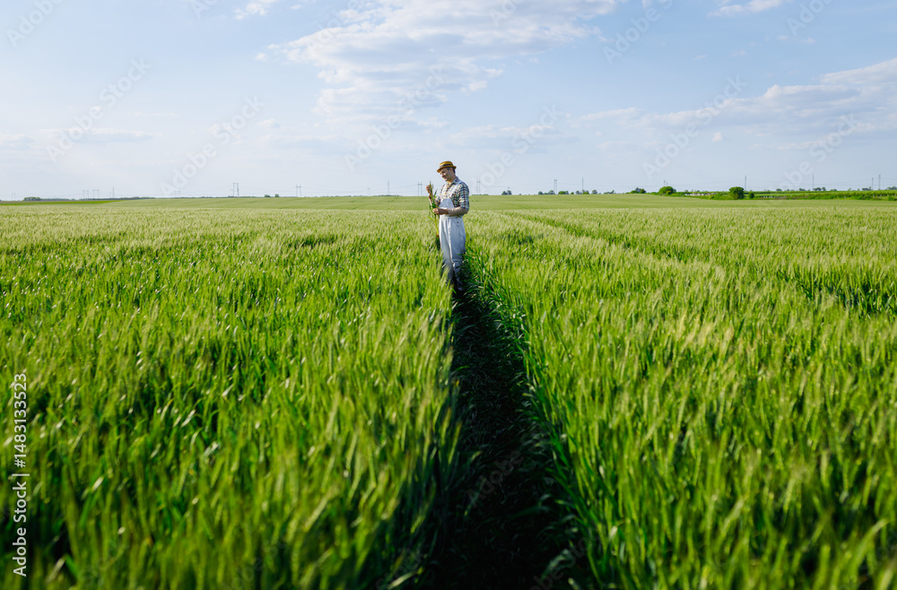Fototapeta premium Adult male farmer standing in green wheat field examining crop.