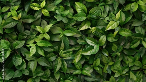 Wallpaper Mural Green foliage creating dense, layered backdrop highlighting botanical richness Torontodigital.ca