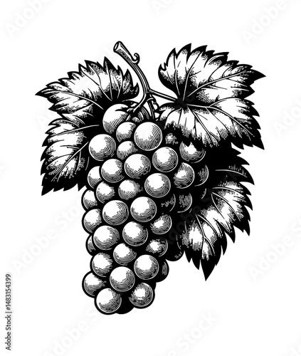 Engraved Bunch of Grapes with Leaves in Detailed Black and White Vintage Line Art