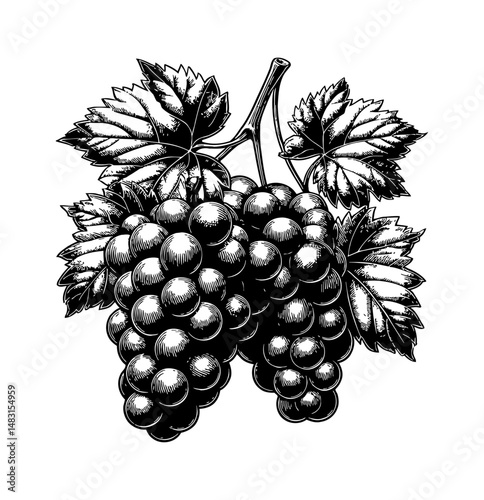 Illustration of Two Bunches of Grapes with Leaves in Detailed Vintage Engraving Style