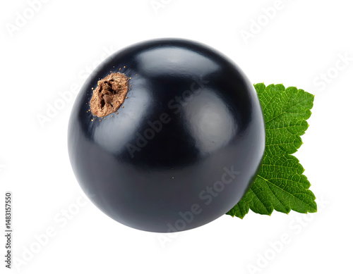 a Single Dark Blackcurrant with Leaf