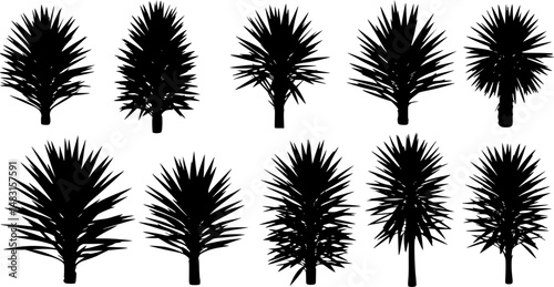 Silhouette of yucca plant on white background. Symbol of garden and nature.