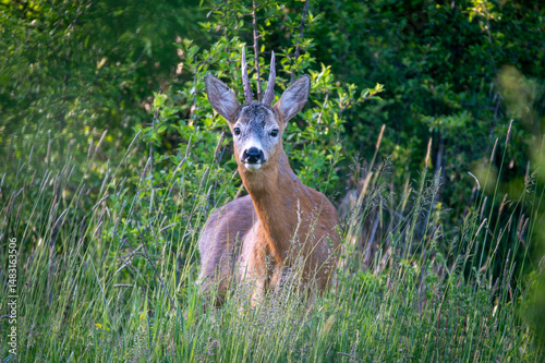 Plakat deer in the grass