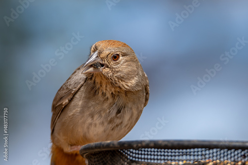 Canyon towhee eating a sunflower seed  photo