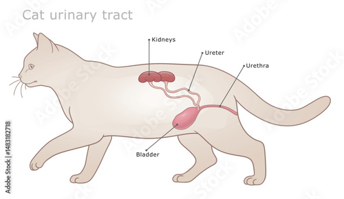 Vector labeled veterinarian diagram of cat`s urinary tract.