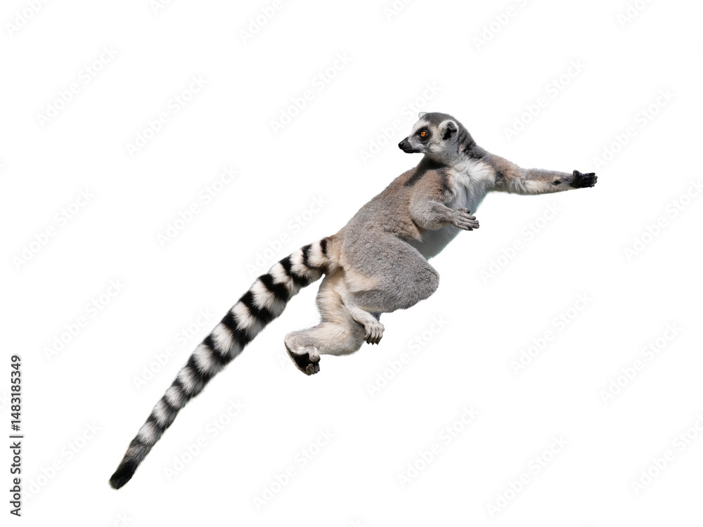Fototapeta premium lemur isolated on white background