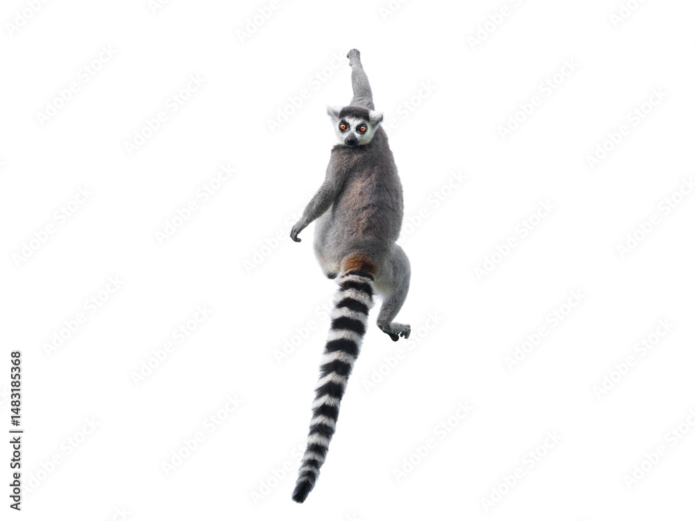 Fototapeta premium lemur isolated on white background