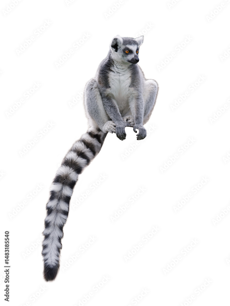 Fototapeta premium lemur isolated on white background