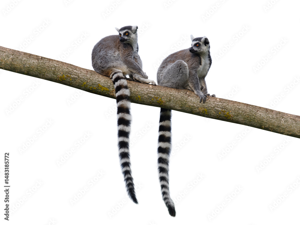 Fototapeta premium two lemurs sitting on a tree isolated on white background
