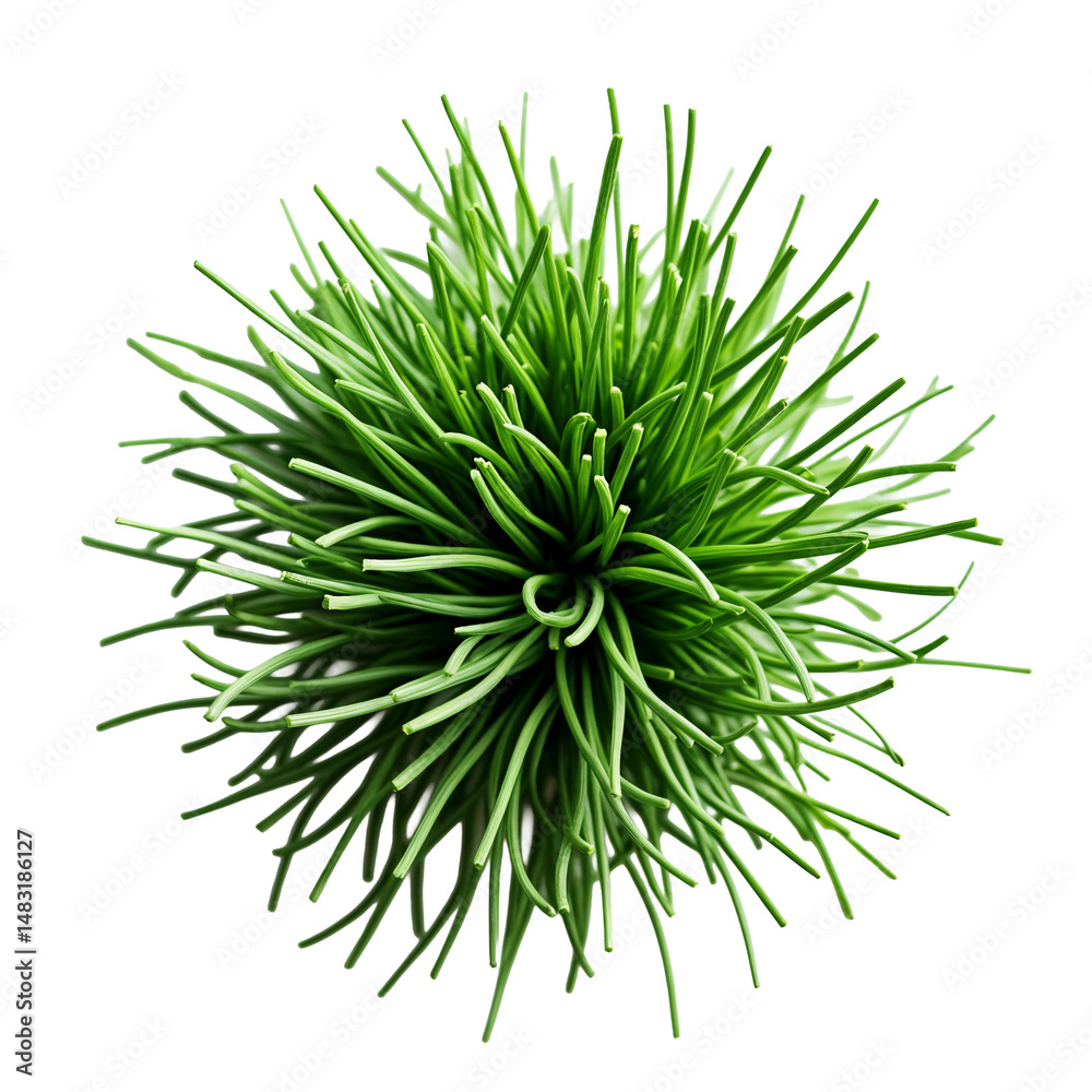 Fototapeta premium A close up of a green plant