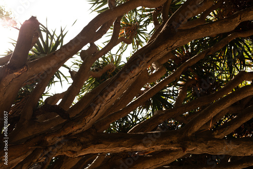 Sunlit scene of a tree's co...