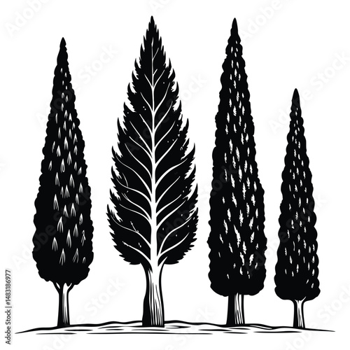 Engraved Illustration of Four Cupressus Trees with Different Sizes 