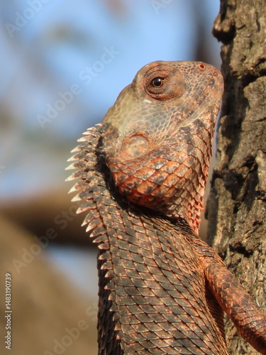 Dragon on a tree