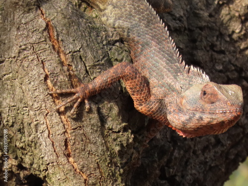 Dragon on a tree