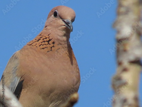 Black collared imperail dove sitting on a branch 