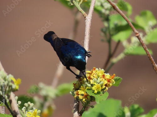 Sunbird swallowing nectar from bunch of flowers