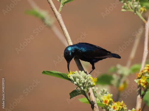 Beautiful  cute sunbird having nectar 