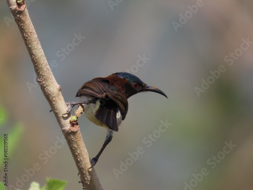 Beautiful  cute sunbird having nectar 
