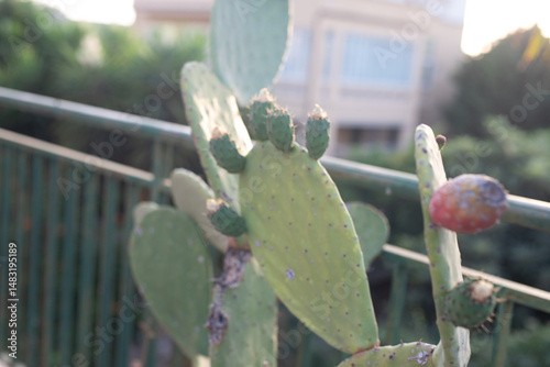 A detailed image of a prick...