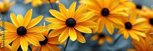 photo of beautiful black-eyed susans 