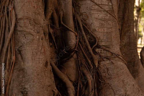 Close-up of intricate tree ...