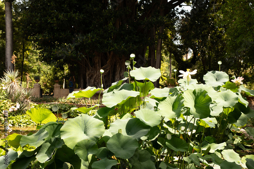 Tranquil image of lotus pla...