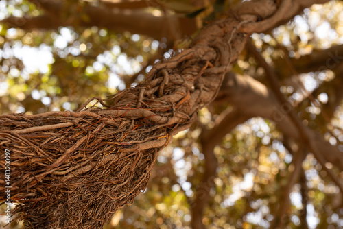 Detailed image of intertwin...