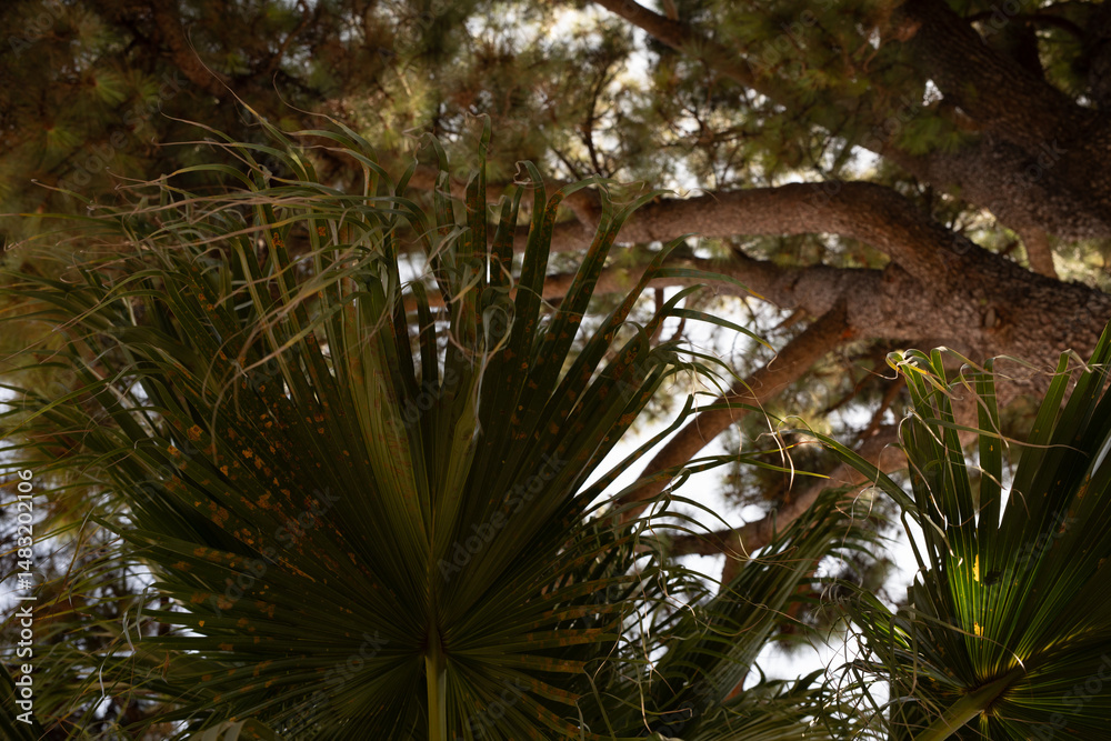 Obraz premium Low angle view of palm fronds and tall pine trees against a bright sky.