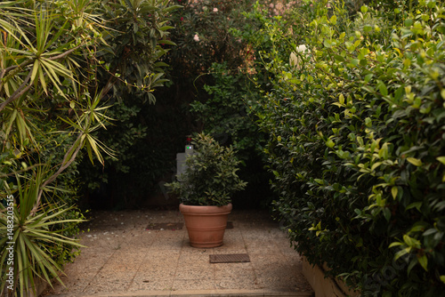 Secluded garden path lined ...