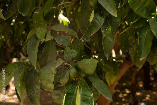 Close-up of vibrant green c...