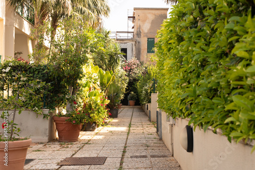 Sunny path lined with potte...
