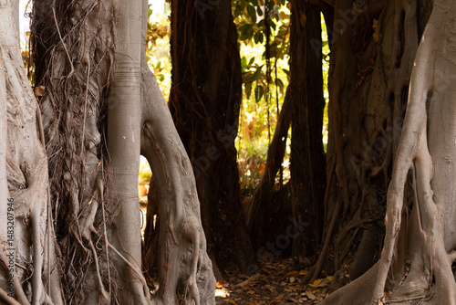Mystical pathway through ma...