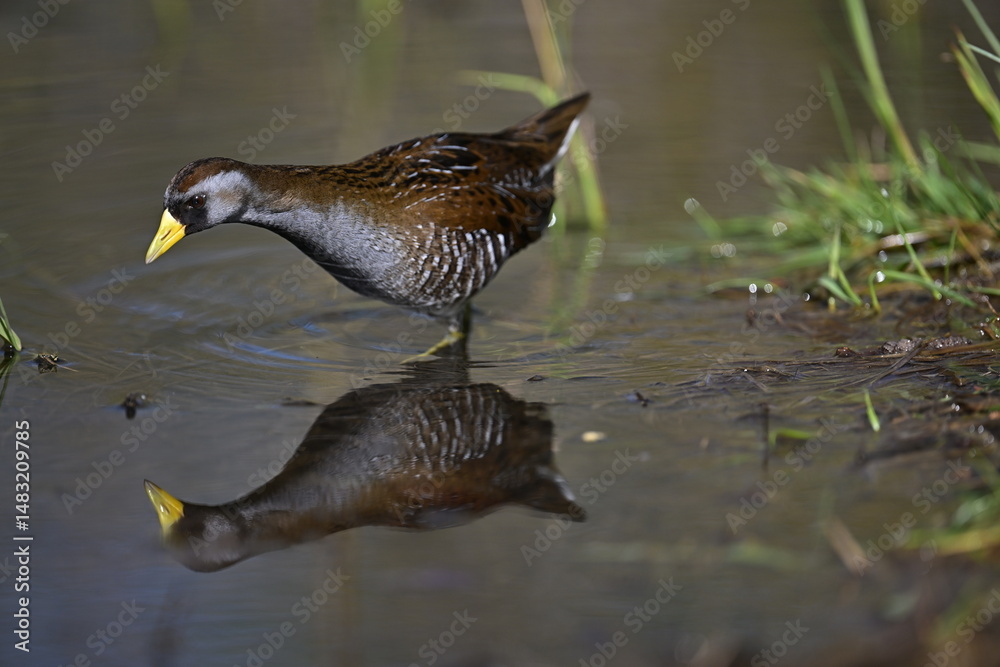 Fototapeta premium Sora in water, Sora in a pond, spring, nature, wildlife