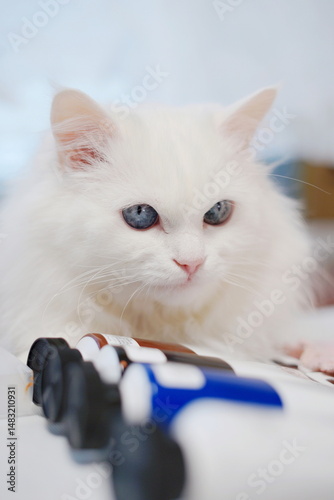 Vertical shot of a white cat with blue eyes sitting near paints on a drawing table