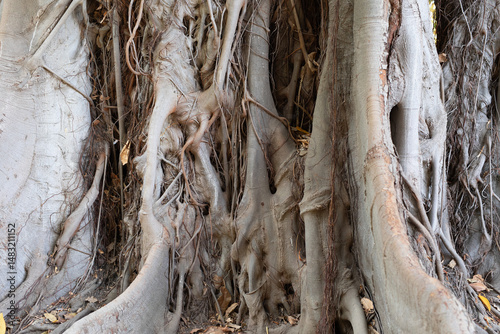 Close-up of massive tree ro...