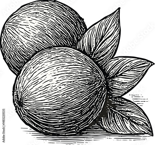 Black-and-white detailed line drawing of two coconuts side by side, showcasing natural texture and tropical fruit characteristics, ideal for botanical, tropical, and natural product themes