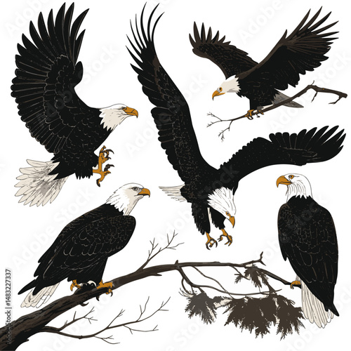 eagle in the sky