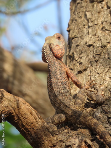 bearded dragon lizard