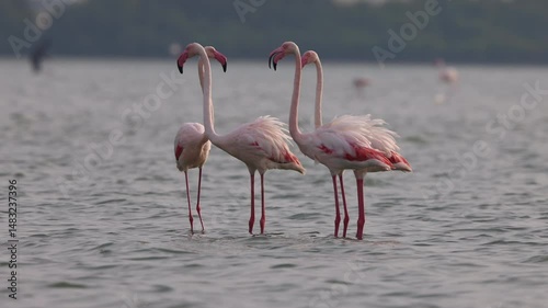 Greater Flamingos in the morning hours at Eker creek, bahrain