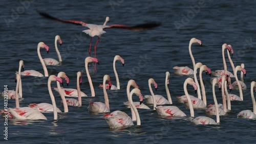 Greater Flamingos takeoff in the morning hours at Eker creek, bahrain