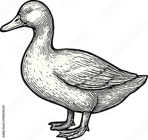 Hand-drawn black-and-white duck illustration showcasing natural shape and detailed feathers with artistic line work, ideal for stock use in wildlife, culinary, and nature-themed projects.