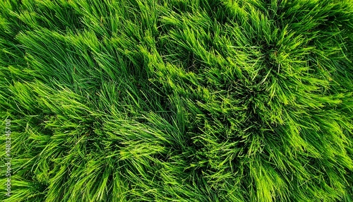 Grama verde e vivida