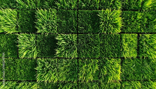 Grama verde e vivida