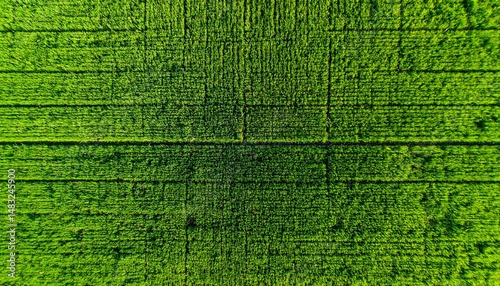 Grama verde e vivida