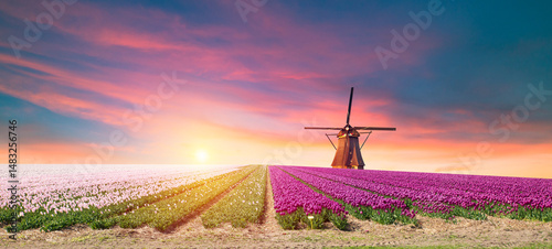 Landscape with tulips, traditional dutch windmills and houses near the canal in Zaanse Schans, Netherlands, Europe . High quality photo