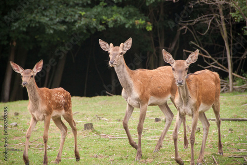Young deer. Deer in the wild. Animals in Ukraine. fallow deer